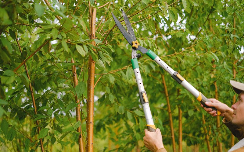 Tree trimming in Provencal, LA