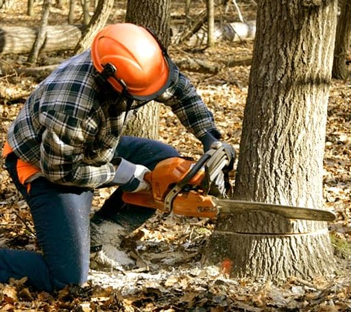 Tree Removal in Provencal, LA